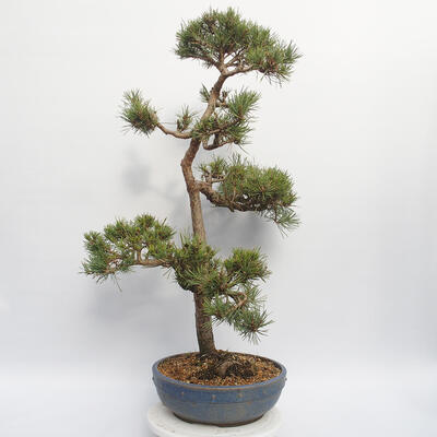 Venkovní bonsai - Pinus sylvestris Watereri - Borovice lesní - 3