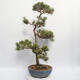 Venkovní bonsai - Pinus sylvestris Watereri - Borovice lesní - 3/4