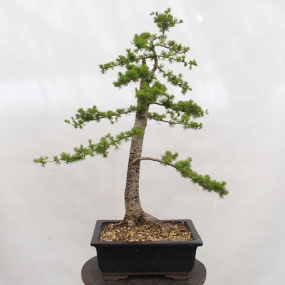 Venkovní bonsai -Larix decidua - Modřín opadavý - 3