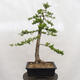 Venkovní bonsai -Larix decidua - Modřín opadavý - 3/6