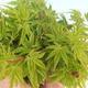 Vonkajší bonsai - Acer palmatum SHISHIGASHIRA- Javor malolistý - 3/3