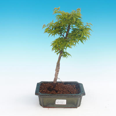 Venkovní bonsai - Acer palmatum SHISHIGASHIRA- Javor malolistý - 3