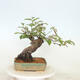 Venkovní  bonsai -  Pseudocydonia sinensis - Kdouloň čínská - 3/4