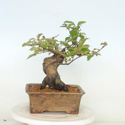 Venkovní  bonsai -  Pseudocydonia sinensis - Kdouloň čínská - 3