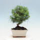 Izbová bonsai-Pinus halepensis-Borovica alepská - 3/4