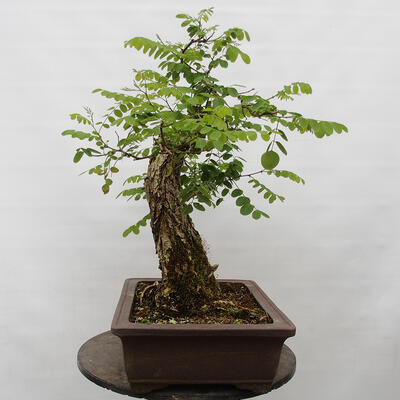 Venkovní bonsai - Trnovník  Akát - Robinia pseudoacacia - 3