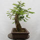 Venkovní bonsai - Trnovník  Akát - Robinia pseudoacacia - 3/6