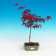 Venkovní bonsai - Acer palm. Atropurpureum-Javor dlanitolistý červený - 3/3