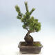 Venkovní bonsai - Pinus parviflora - Borovice drobnokvětá - 3/5