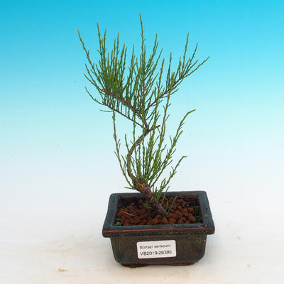 Venkovní bonsai - Tamaris parviflora Tamaryšek malolistý - 3