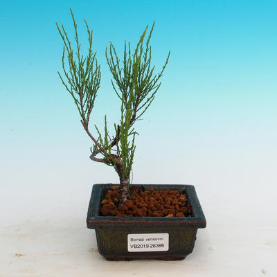 Venkovní bonsai - Tamaris parviflora Tamaryšek malolistý - 3