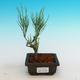 Venkovní bonsai - Tamaris parviflora Tamaryšek malolistý - 3/3