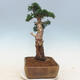 Venkovní bonsai - Juniperus chinensis -Jalovec čínský - 3/6