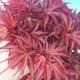 Venkovní bonsai - Acer palm. Atropurpureum-Javor dlanitolistý červený - 2/2