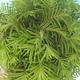 Venkovní bonsai - Metasequoia glyptostroboides - Metasekvoje čínská - 3/3