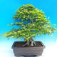 Venkovní bonsai -Carpinus CARPINOIDES - Habr korejský - 3/5