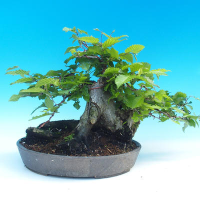 Venkovní bonsai - Habr obecný - 3
