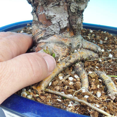 Venkovní bonsai - Hloh jednosemený - 3