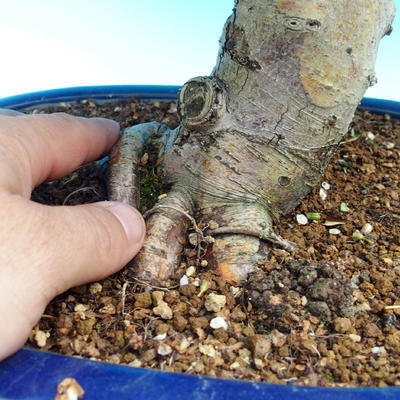 Venkovní bonsai - Hloh jednosemený - 3