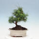 Pokojová bonsai-Pinus halepensis-Borovice alepská - 3/4