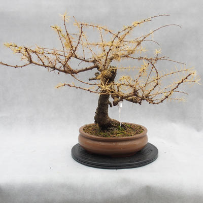 Venkovní bonsai -Modřín opadavý - Larix decidua - 3