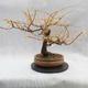 Venkovní bonsai -Modřín opadavý - Larix decidua - 3/6