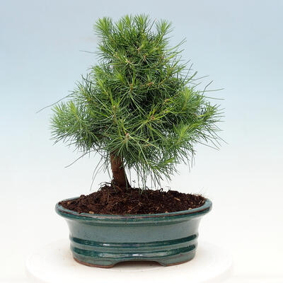 Pokojová bonsai-Pinus halepensis-Borovice alepská - 3