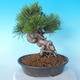 Pinus thunbergii - Borovice thunbergova - 3/5
