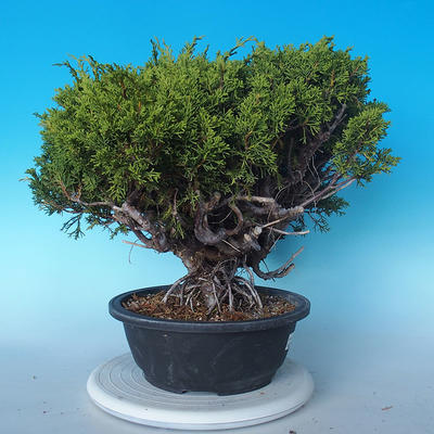 Venkovní bonsai - Juniperus chinensis ITOIGAWA - Jalovec čínský - 3