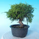 Venkovní bonsai - Juniperus chinensis ITOIGAWA - Jalovec čínský - 3/6