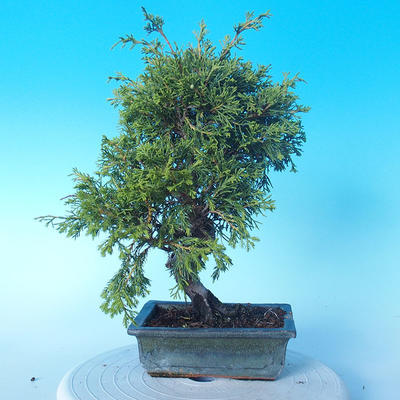 Venkovní bonsai - Juniperus chinensis ITOIGAWA - Jalovec čínský - 3