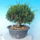 Venkovní bonsai - Juniperus chinensis ITOIGAWA - Jalovec čínský - 3/6