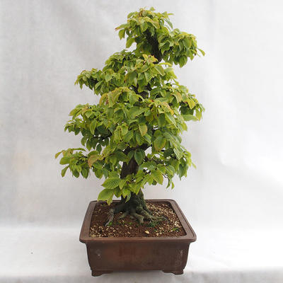 Venkovní bonsai - Habr obecný - Carpinus betulus VB2019-26689 - 3