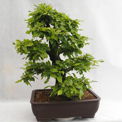 Venkovní bonsai - Habr obecný - Carpinus betulus VB2019-26690 - 3
