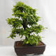 Venkovní bonsai - Habr obecný - Carpinus betulus VB2019-26690 - 3/5