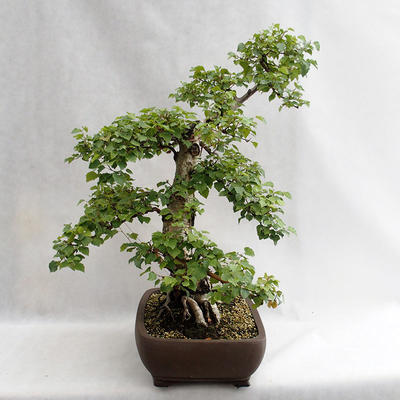 Venkovní bonsai - Betula verrucosa - Bříza bělokorá  VB2019-26695 - 3