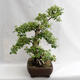 Venkovní bonsai - Betula verrucosa - Bříza bělokorá  VB2019-26695 - 3/5
