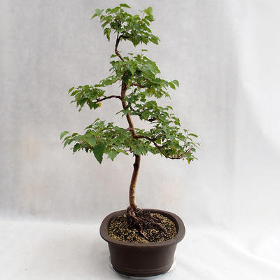 Venkovní bonsai - Betula verrucosa - Bříza bělokorá  VB2019-26696 - 3