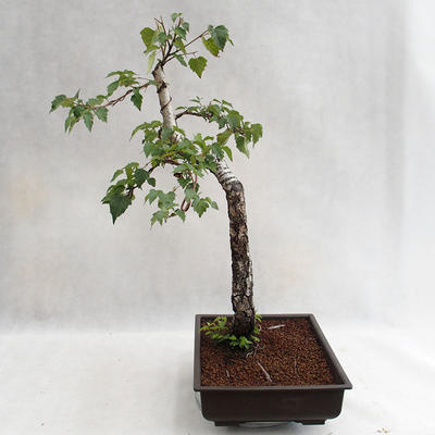 Venkovní bonsai - Betula verrucosa - Bříza bělokorá  VB2019-26697 - 3