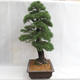 Venkovní bonsai - Pinus sylvestris - Borovice lesní VB2019-26699 - 3/6