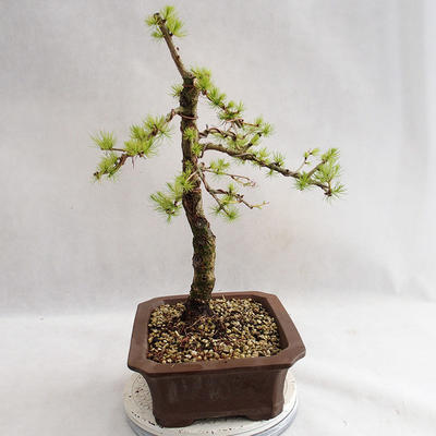 Venkovní bonsai -Larix decidua - Modřín opadavý VB2019-26702 - 3