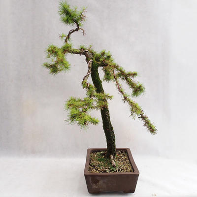Venkovní bonsai -Larix decidua - Modřín opadavý VB2019-26704 - 3