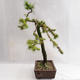 Venkovní bonsai -Larix decidua - Modřín opadavý VB2019-26704 - 3/5