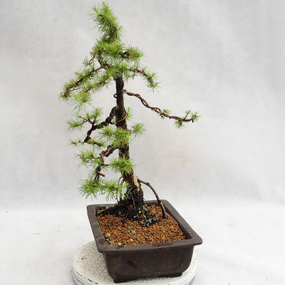 Venkovní bonsai -Larix decidua - Modřín opadavý VB2019-26707 - 3