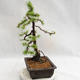 Venkovní bonsai -Larix decidua - Modřín opadavý VB2019-26707 - 3/5