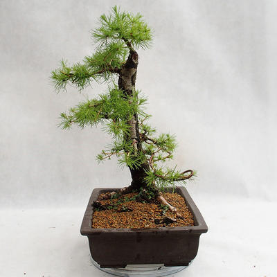 Venkovní bonsai -Larix decidua - Modřín opadavý VB2019-26708 - 3