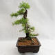 Venkovní bonsai -Larix decidua - Modřín opadavý VB2019-26708 - 3/5