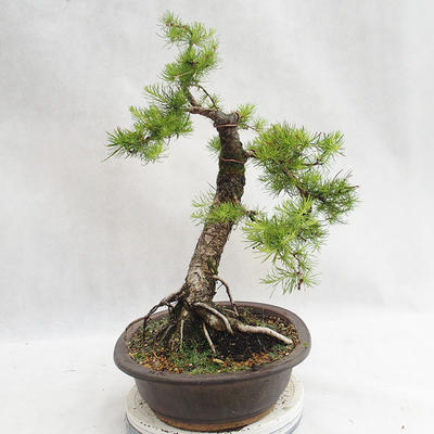 Venkovní bonsai -Larix decidua - Modřín opadavý VB2019-26709 - 3