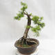 Venkovní bonsai -Larix decidua - Modřín opadavý VB2019-26709 - 3/5