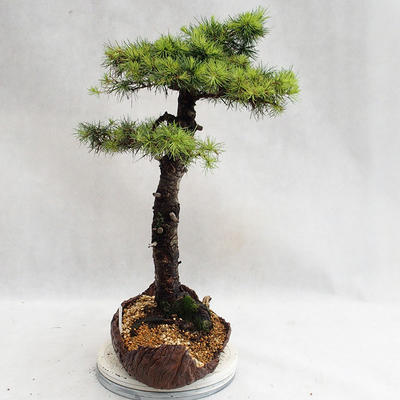 Venkovní bonsai -Larix decidua - Modřín opadavý VB2019-26710 - 3